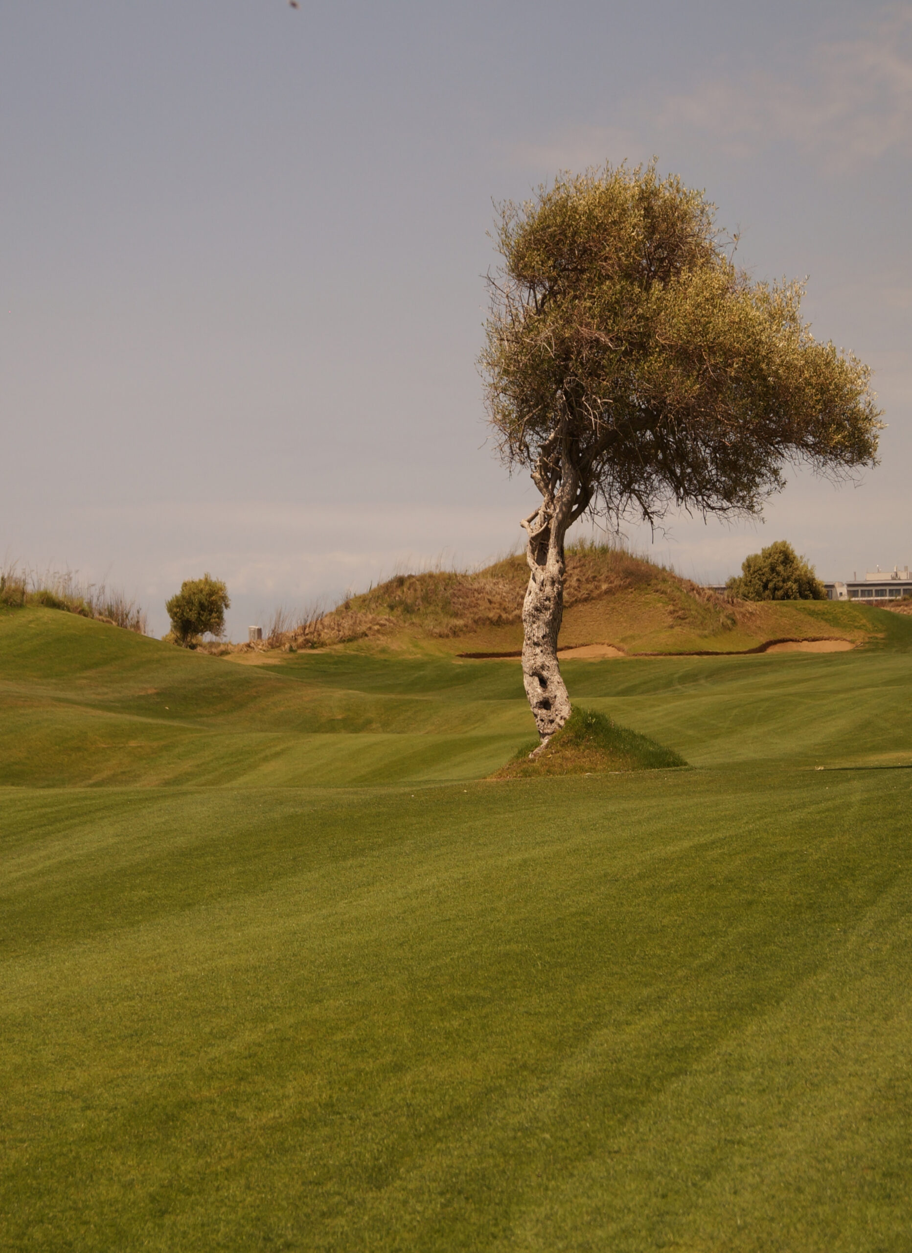 Tree in the middle of a fairway on a golf course.
